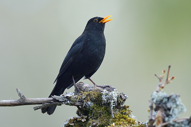 %_tempFileNameswedens_national_bird_turdus_merula_koltrast_2005196117_skogedal%