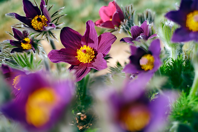 %_tempFileNameanemone_pulsatilla_2504043527_skogedal%
