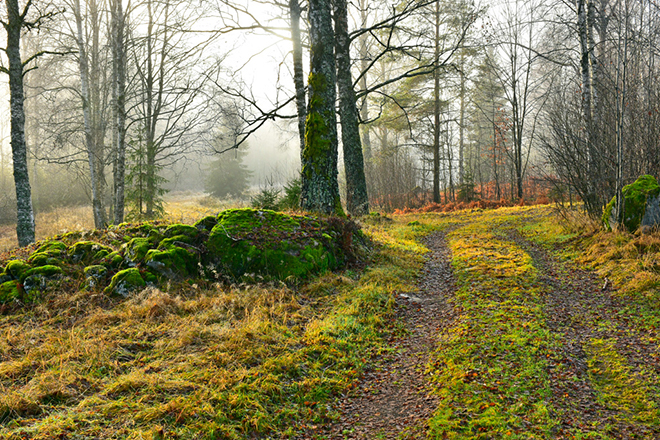 %_tempFileNameborastorpet_vastergotland_2511149009_skogedal%