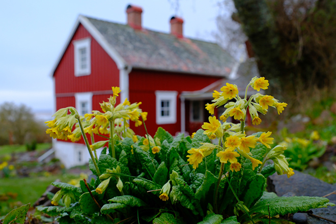 %_tempFileNamebroddetorp_vg2404270459_skogedal%