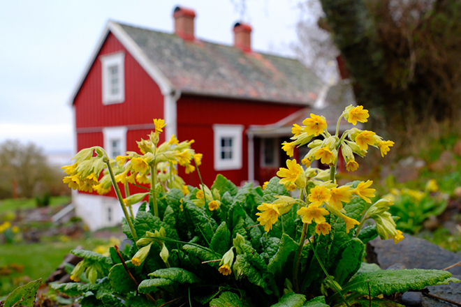 %_tempFileNamebroddetorp_vg2404270459_skogedal_1%