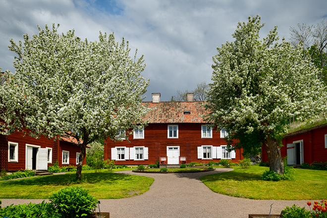 %_tempFileNamehammarby_linne_Uppland_2305241627_skogedal%