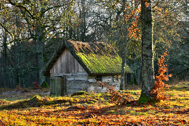 %_tempFileNameskolvene_vastergotland_2511149007_skogedal%
