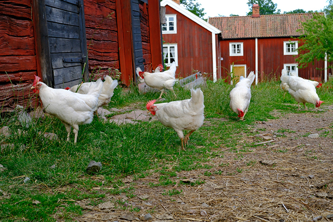 %_tempFileNamestensjo_by_smaland_2606248201_skogedal%