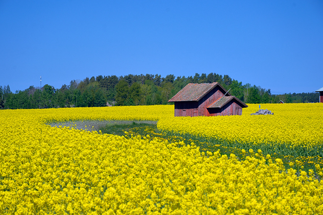 %_tempFileNamestora_mellosa_narke_2505166991_skogedal%
