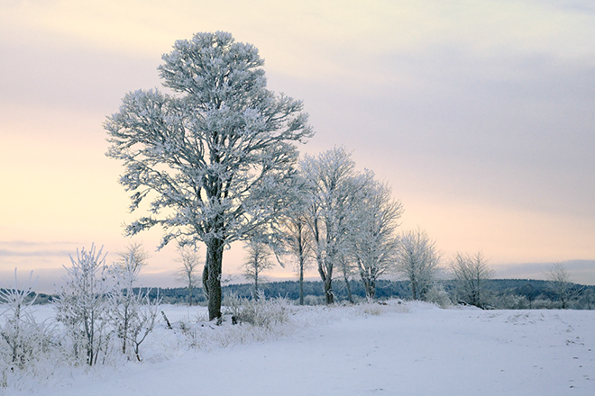 %_tempFileNamevintertrad_2601124696_skogedal_01%