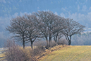 %_tempFileNamebroddetorp_2403088410_slpgedal%