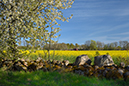 %_tempFileNamebroddetorp_vg_2504306837_skogedal%