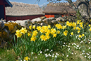%_tempFileNamedaffodil_vg_2504176701_skogedal%