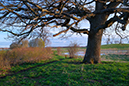 %_tempFileNamefaholmen_hornborgasjon_2404160264_skogedal%