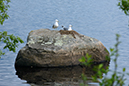 %_tempFileNamefiskmas_borasjon_narke_2505136910_skogedal%
