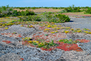 %_tempFileNameolands_alvar_2405241185_skogedal%