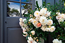 %_tempFileNameortagarden_botaniska_2607039325_skogedal%