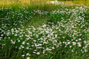 %_tempFileNameprastkragar_stensjo_by_smaland_2604238161_skogedal%