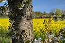 %_tempFileNameprunus_avium_broddetorp_vg_2504306836%