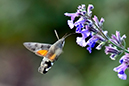 %_tempFileNamestorre_dagsvarmare_2509207199_skogedal%