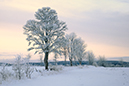 %_tempFileNamevintertrad_2601124696_skogedal_01%