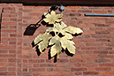 %_tempFileNamevitsippa_symbol_gbg_botaniska_2706039378_skogedal%